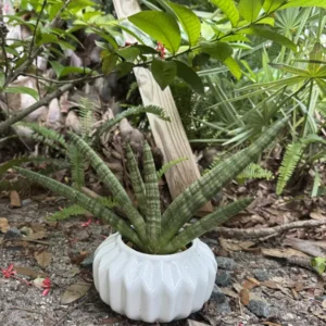 Sansevieria cylindrica - Spear Snake Plant – “Atom” (Small)