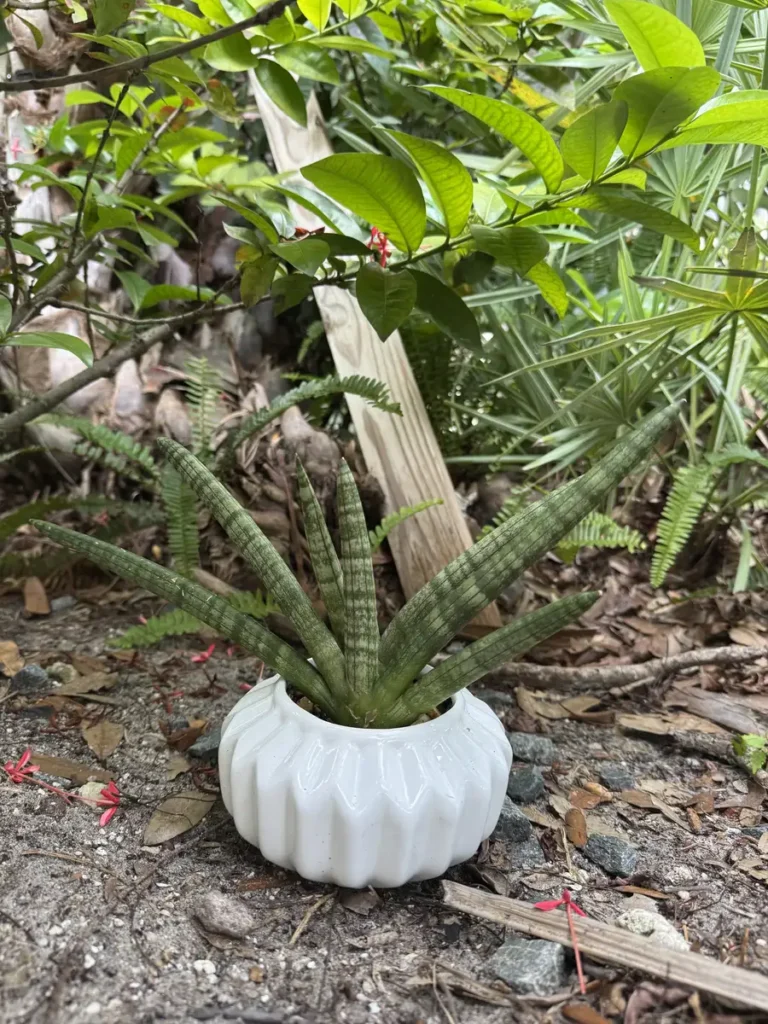 Sansevieria cylindrica - Spear Snake Plant – “Atom” (Small)