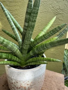 tknsan02-sansevieria-cylindrica-IMG_1623