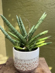 tknsan02-sansevieria-cylindrica-IMG_1627