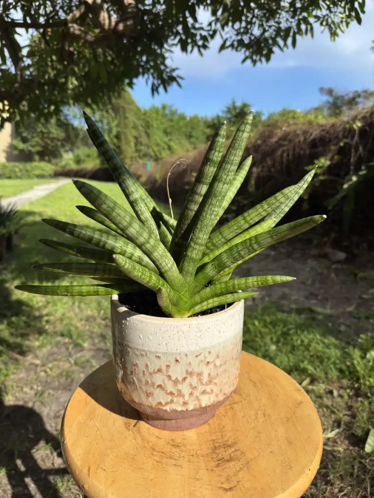 Sansevieria cylindrica – Spear Plant "Cabbage" (Medium)