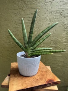 tknsan03-sansevieria-cylindrica-hidden-IMG_2107