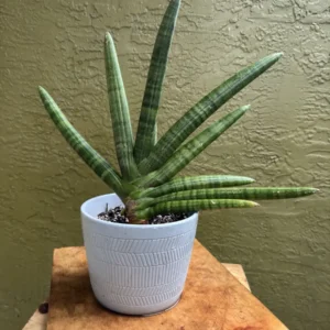 Sansevieria cylindrica - Spear Plant "CoCo Mo" (Medium)