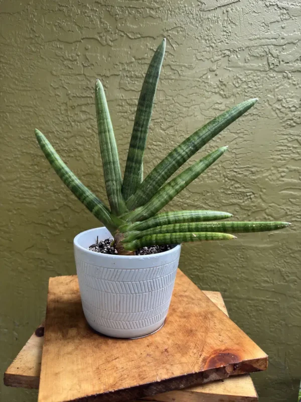 tknsan03-sansevieria-cylindrica-hidden-IMG_2107