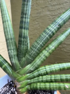 tknsan03-sansevieria-cylindrica-hidden-IMG_2118