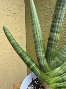 tknsan03-sansevieria-cylindrica-hidden-IMG_2119