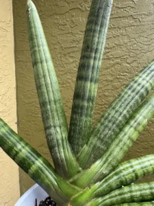 tknsan03-sansevieria-cylindrica-hidden-IMG_2120