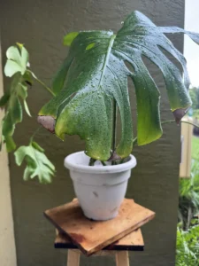 FRE01-Monstera-deliciosa-IMG_3856