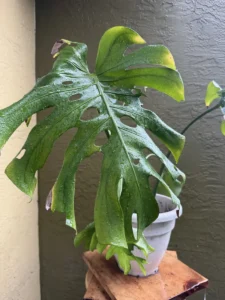 FRE01-Monstera-deliciosa-IMG_3858