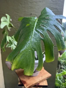 FRE01-Monstera-deliciosa-IMG_3860