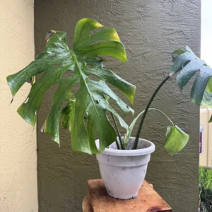 Monstera deliciosa – Swiss Cheese Plant (Medium)