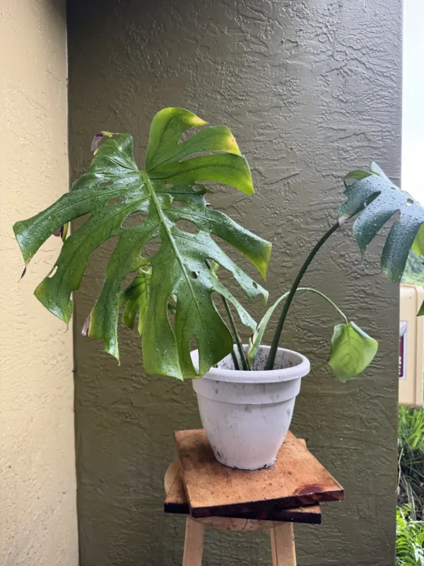 FRE01-Monstera-deliciosa-IMG_3862