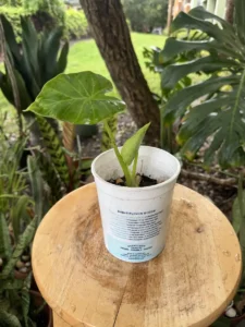 PHNELE00-Colocasia-esculenta–Elephant-Ear-IMG_5538