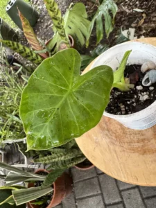 PHNELE00-Colocasia-esculenta–Elephant-Ear - IMG_5539