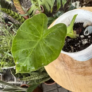 Colocasia esculenta – Elephant Ear "Apopo" (Small)