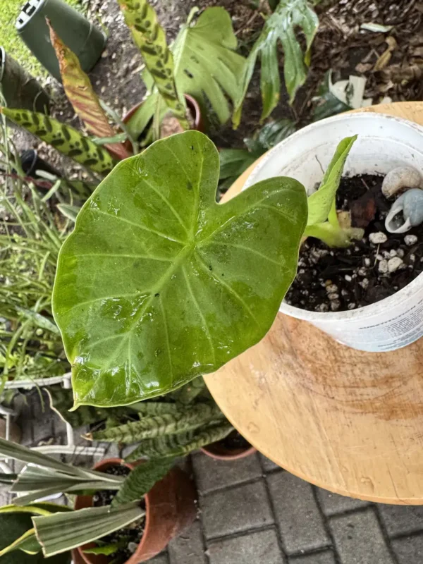 PHNELE00-Colocasia-esculenta–Elephant-Ear - IMG_5539