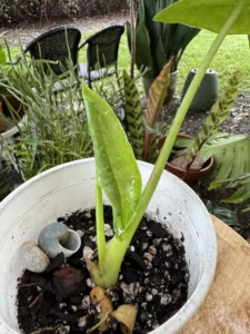 PHNELE00-Colocasia-esculenta–Elephant-Ear - IMG_5541