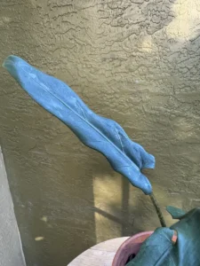 TNTALC00-Alocasia-lauterbachiana-purple-sword-IMG_5117