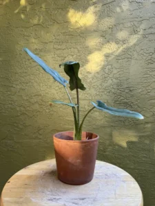 TNTALC00-Alocasia-lauterbachiana-purple-sword-IMG_5119