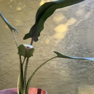 Alocasia lauterbachiana - Purple Sword “Green Destiny” (Small)