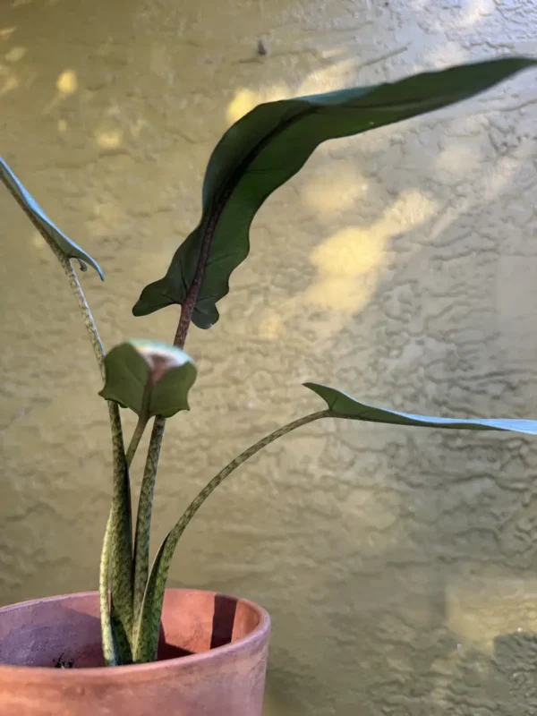 TNTALC00-Alocasia-lauterbachiana-purple-sword-IMG_5120