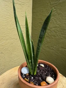 TNTSAN04-sansevieria-trifasciata-green-arrow-IMG_3352