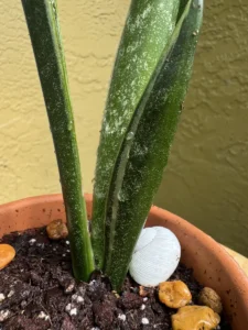 TNTSAN04-sansevieria-trifasciata-green-arrow-IMG_3356