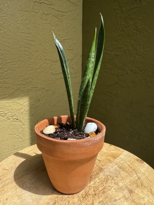 TNTSAN04-sansevieria-trifasciata-green-arrow-IMG_3358