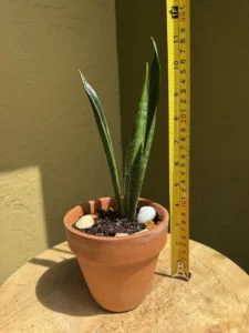TNTSAN04-sansevieria-trifasciata-green-arrow-IMG_3359
