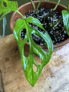 cbmon00-monstera-adansonii-swiss-cheese-plant-IMG_3834