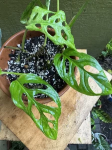 cbmon00-monstera-adansonii-swiss-cheese-plant-IMG_3845