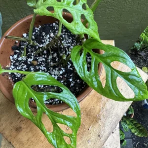 Monstera adansonii – Swiss Cheese Plant “Queso” (Small)