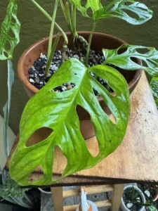 cbmon00-monstera-adansonii-swiss-cheese-plant-IMG_3852