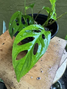 cbmon01-monstera-adansonii-swiss-cheese-plant-IMG_3817