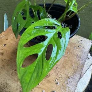 Monstera adansonii - Swiss Cheese Plant "Salty" (Small)