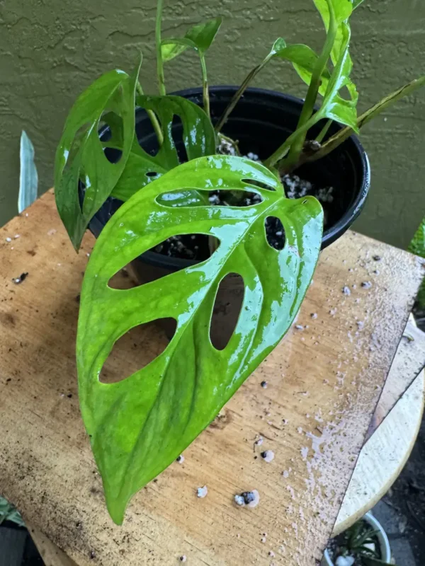 cbmon01-monstera-adansonii-swiss-cheese-plant-IMG_3817