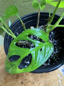 cbmon01-monstera-adansonii-swiss-cheese-plant-IMG_3818