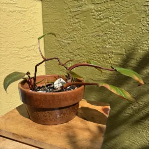 Philodendron erubescens Pink Princess – “Magenta”