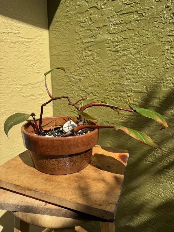 cbpnk00-philodendron-pink-princess-magenta-IMG_4361