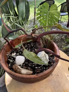 cbpnk00-philodendron-pink-princess-magenta-IMG_4385