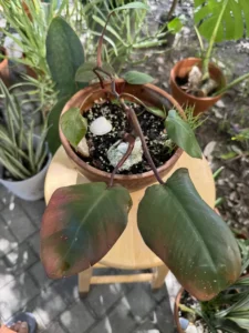 cbpnk00-philodendron-pink-princess-magenta-IMG_4388