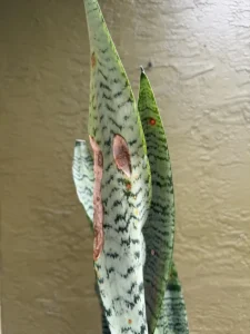 cbsan08-sansevieria-trifasciata-zeylanica-IMG_5323