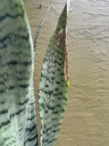 cbsan08-sansevieria-trifasciata-zeylanica-IMG_5324