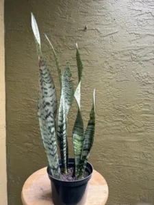 cbsan08-sansevieria-trifasciata-zeylanica-IMG_5329