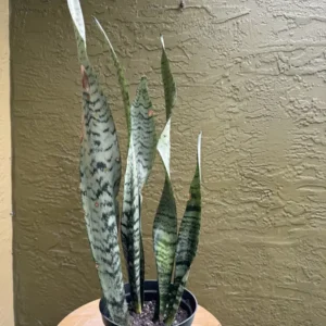 Sansevieria trifasciata – Zeylanica Black Coral “필승 必勝 - Pil Seung” (Medium)