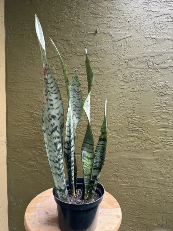 cbsan08-sansevieria-trifasciata-zeylanica-IMG_5329