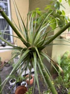 ccmny818-pachira-aquatica-money-tree-818-radiance-of-the-northern-dipper-IMG_3919