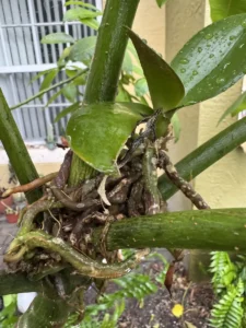 ccmny818-pachira-aquatica-money-tree-818-radiance-of-the-northern-dipper-IMG_3920