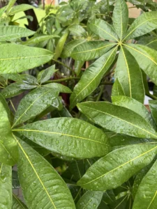 ccmny818-pachira-aquatica-money-tree-818-radiance-of-the-northern-dipper-IMG_3930