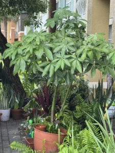 ccmny818-pachira-aquatica-money-tree-818-radiance-of-the-northern-dipper-IMG_3946